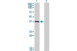 PEX10 Antikörper  (AA 1-326)