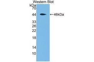 Detection of Recombinant MBP, Rat using Monoclonal Antibody to Major Basic Protein (MBP) (Major Basic Protein Antikörper  (AA 80-219))