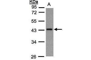 WB Image Sample(30 ug whole cell lysate) A:Hep G2 , 10% SDS PAGE antibody diluted at 1:1000 (GNaZ Antikörper  (Center))