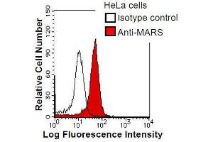 HeLa cells were fixed in 2% paraformaldehyde/PBS and then permeabilized in 90% methanol. (Mars (MARS) Antikörper)