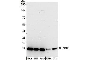 Western Blotting (WB) image for anti-Histidine Triad Nucleotide Binding Protein 1 (HINT1) (AA 76-126) antibody (ABIN7453102)