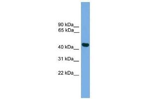 BRF2 antibody used at 0. (BRF2 Antikörper  (Middle Region))