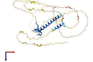 DMRTC2 Protein (AA 1-370) (His tag)