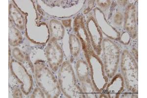 Image no. 4 for anti-Mitofusin 2 (MFN2) (AA 661-758) antibody (ABIN599101) (MFN2 Antikörper  (AA 661-758))
