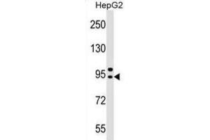 Western Blotting (WB) image for anti-Adaptor-Related Protein Complex 4, beta 1 Subunit (AP4B1) antibody (ABIN2999339)