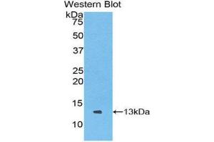 Western Blotting (WB) image for anti-Chemokine (C Motif) Ligand 1 (XCL1) (AA 27-107) antibody (ABIN3207847) (XCL1 Antikörper  (AA 27-107))