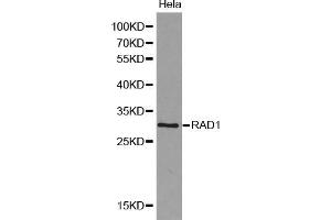 Western blot analysis of extracts of HeLa cells, using RAD1 antibody (ABIN5970410).