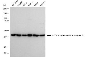 Western blotting analysis using C-X-C motif chemokine receptor 5 antibody (ABIN7798047). (Rekombinanter CXCR5 Antikörper)
