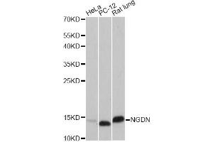 Western blot analysis of extracts of various cell lines, using VAMP8 antibody (ABIN6293662) at 1:1000 dilution. (VAMP8 Antikörper)