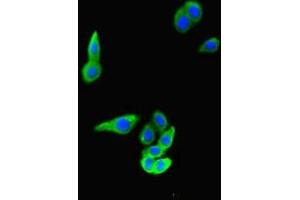 Immunofluorescent analysis of HepG2 cells using ABIN7166537 at dilution of 1:100 and Alexa Fluor 488-congugated AffiniPure Goat Anti-Rabbit IgG(H+L) (FAT4 Antikörper  (AA 4658-4862))