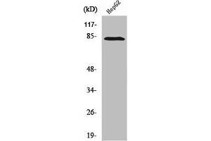 Western Blot analysis of HepG2 cells using RBAK Polyclonal Antibody (RBAK Antikörper  (N-Term))