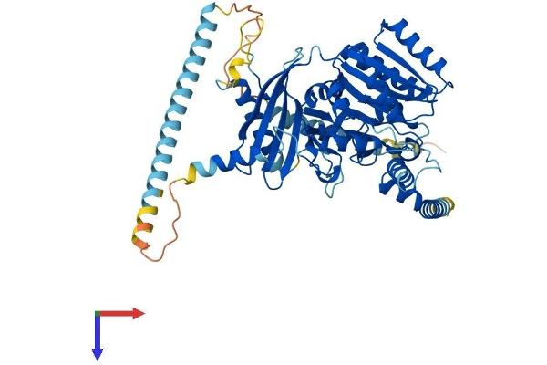 CSGALNACT2 Protein (AA 1-542) (His tag)