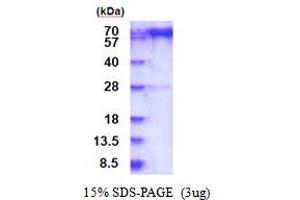 SDS-PAGE (SDS) image for Prolyl Endopeptidase (PREP) (AA 1-710) protein (His tag) (ABIN6387487) (PREP Protein (AA 1-710) (His tag))