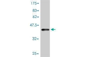 Western Blot detection against Immunogen (41. (Leptin Antikörper  (AA 22-167))