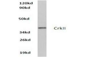 Image no. 2 for anti-V-Crk Sarcoma Virus CT10 Oncogene Homolog (Avian) (CRK) antibody (ABIN265373) (Crk Antikörper)