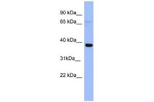 IER5 antibody used at 1 ug/ml to detect target protein. (IER5 Antikörper  (N-Term))