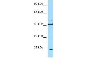 WB Suggested Anti-TNFRSF13C Antibody Titration: 1. (TNFRSF13C Antikörper  (C-Term))