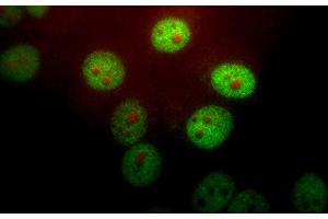 HeLa cells stained with PIN1 antibody (1:1,000 dilution, green) and monoclonal to fibrillarin, 38F3 (red). (PIN1 Antikörper)
