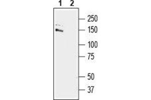 Western blot analysis of mouse brain lysate:1. (Glutamate Receptor Interacting Protein 1 (GRIP1) Peptid)