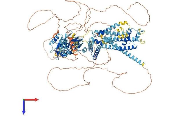 KCNH8 Protein (AA 1-1107) (His tag)