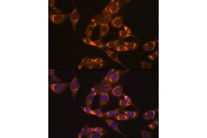 Immunofluorescence (IF) image for anti-Dihydrolipoamide Dehydrogenase (DLD) antibody (ABIN7266766)