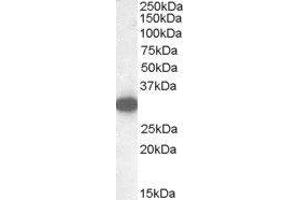 Western Blotting (WB) image for Monoglyceride Lipase (MGLL) peptide (ABIN369607)