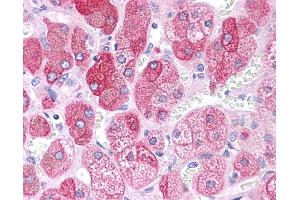 Immunohistochemistry (IHC) image for anti-Beta-secretase 1 (BACE1) (N-Term) antibody (ABIN2782766)