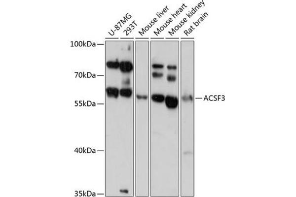 ACSF3 Antikörper  (AA 270-450)