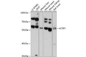 ACSF3 Antikörper  (AA 270-450)