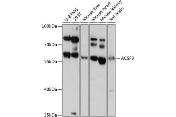ACSF3 anticorps  (AA 270-450)