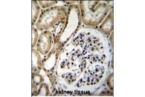 BRUNOL6 Antibody (N-term) (ABIN655660 and ABIN2845132) immunohistochemistry analysis in formalin fixed and paraffin embedded human kidney tissue followed by peroxidase conjugation of the secondary antibody and DAB staining. (CELF6 Antikörper  (N-Term))