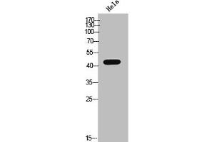 Western Blot analysis of HeLa cells using Phospho-Casein Kinase IIα (Y255) Polyclonal Antibody (CSNK2A1/CK II alpha Antikörper  (pTyr255))