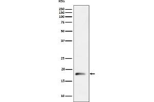Western blot analysis of RPL26L1 expression in HepG2 cell lysate.