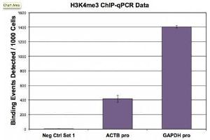 Histone H3 trimethyl Lys4 antibody (pAb) tested by ChIP. (Histone 3 Antikörper  (H3K4me3))