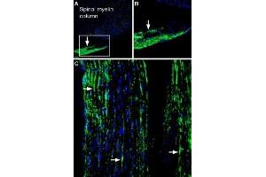 Expression of Periaxin in rat peripheral nerveImmunohistochemical staining of free floating frozen rat peripheral nerve sections using Anti-Periaxin Antibody (ABIN7043432, ABIN7044712 and ABIN7044713), (1:600). (Periaxin (PRX) Peptid)