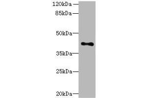 Western blot All lanes: HTR1E antibody at 3. (Serotonin Receptor 1E Antikörper  (AA 203-291))