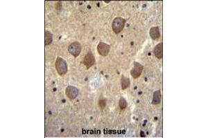 PCDHB3 Antibody (N-term) (ABIN656093 and ABIN2845436) immunohistochemistry analysis in formalin fixed and paraffin embedded human brain tissue followed by peroxidase conjugation of the secondary antibody and DAB staining. (PCDHB3 Antikörper  (N-Term))