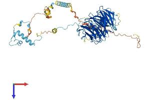 UTP18 Protein (AA 1-556) (His tag)