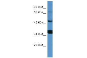 WB Suggested Anti-MFI2 Antibody Titration: 0. (MFI2 Antikörper  (C-Term))