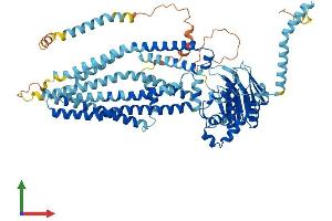 AlphaFold protein structure predicition of Mouse Recombinant Abcd2 Protein, UniprotID Q61285