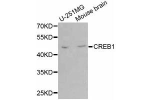 Western blot analysis of extracts of various cell lines, using CREB1 antibody.