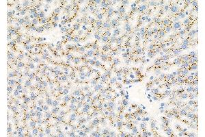 ABIN6266046 and ABIN6277581 at 1/100 staining Rat liver tissue by IHC-P.