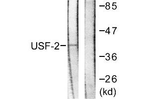 Western blot analysis of extracts from HeLa cells, using USF2 antibody. (USF2 Antikörper  (Internal Region))