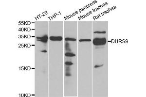 Western Blotting (WB) image for anti-Dehydrogenase/reductase (SDR Family) Member 9 (DHRS9) antibody (ABIN1980340) (DHRS9 Antikörper)