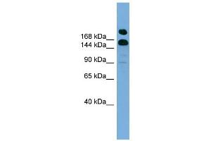 UGCGL1 antibody used at 1 ug/ml to detect target protein.
