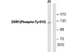 Western blot analysis of extracts from 3T3 cells, using DDR1 (Phospho-Tyr513) Antibody.