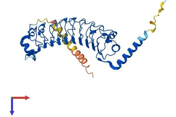 LRRC23 Protein (AA 1-340) (His tag)