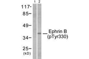 Western blot analysis of extracts from 293 cells treated with TNF-a 20ng/ml 30', using EFNB1/2 (Phospho-Tyr330) Antibody. (EFNB1/2 (AA 284-333), (pTyr330) Antikörper)