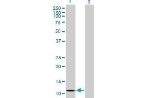 Western Blot analysis of VPREB3 expression in transfected 293T cell line by VPREB3 MaxPab polyclonal antibody.
