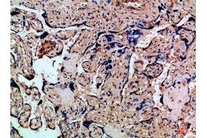 Immunohistochemical analysis of paraffin-embedded Human-placenta, antibody was diluted at 1:100 (CXCR1 Antikörper  (AA 1-50))